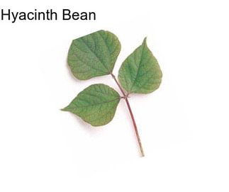 Hyacinth Bean