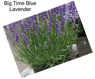 Big Time Blue Lavender