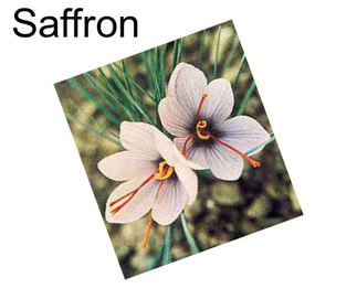 Saffron