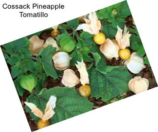 Cossack Pineapple Tomatillo