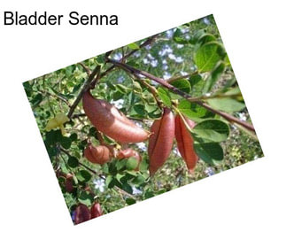 Bladder Senna