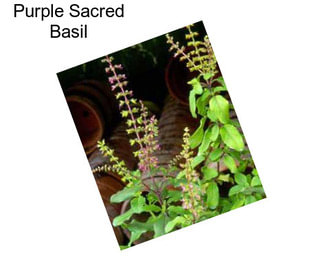 Purple Sacred Basil