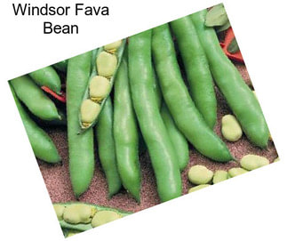 Windsor Fava Bean