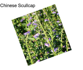 Chinese Scullcap