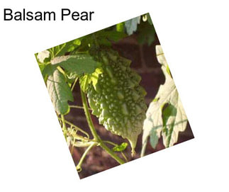 Balsam Pear