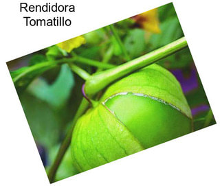 Rendidora Tomatillo