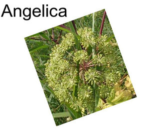 Angelica