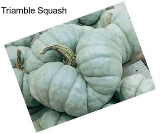 Triamble Squash