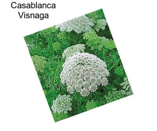 Casablanca Visnaga