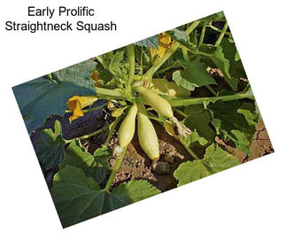 Early Prolific Straightneck Squash