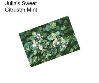 Julia\'s Sweet Citrustm Mint