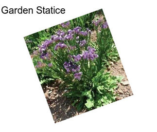 Garden Statice
