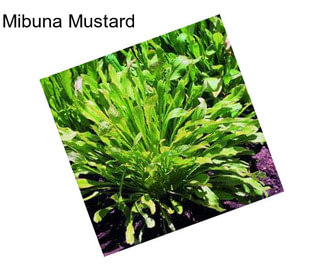 Mibuna Mustard