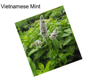 Vietnamese Mint