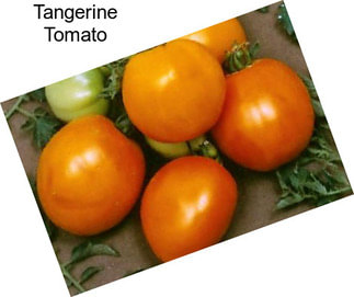Tangerine Tomato