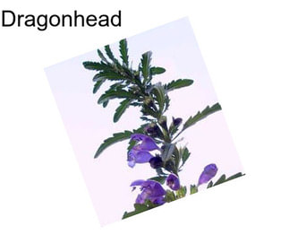 Dragonhead