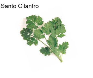 Santo Cilantro