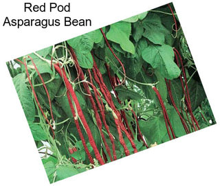 Red Pod Asparagus Bean