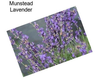 Munstead Lavender