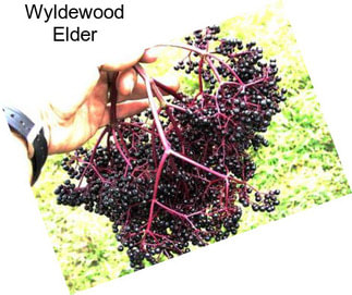 Wyldewood Elder