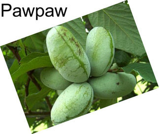 Pawpaw