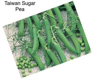 Taiwan Sugar Pea