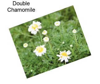 Double Chamomile