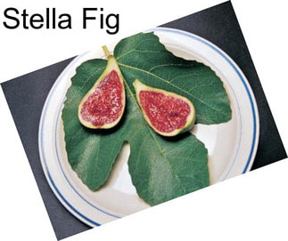 Stella Fig