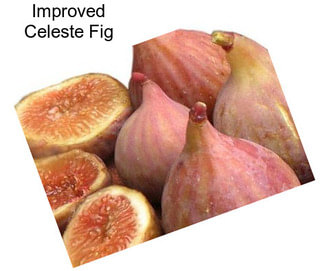 Improved Celeste Fig