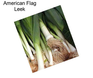 American Flag Leek