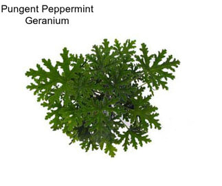 Pungent Peppermint Geranium