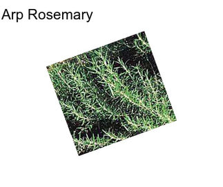 Arp Rosemary
