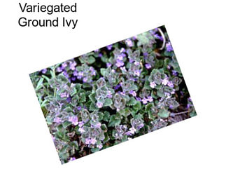 Variegated Ground Ivy