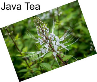 Java Tea