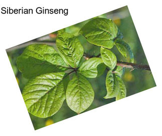 Siberian Ginseng