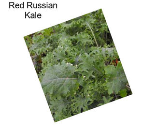 Red Russian Kale