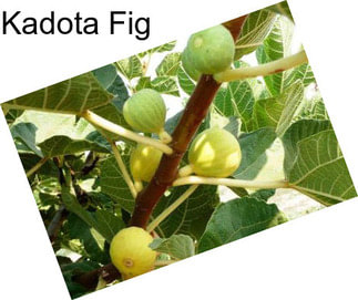 Kadota Fig