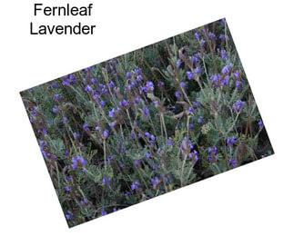 Fernleaf Lavender