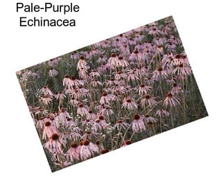Pale-Purple Echinacea