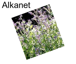 Alkanet