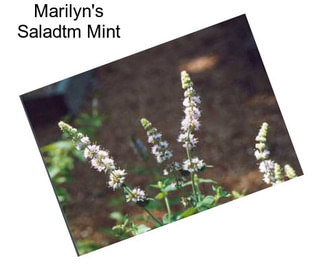 Marilyn\'s Saladtm Mint