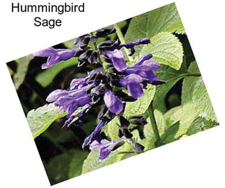 Hummingbird Sage