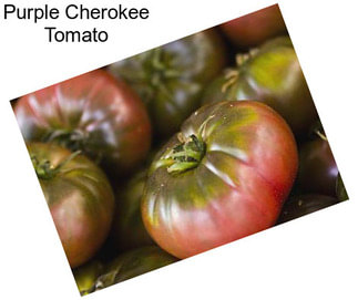 Purple Cherokee Tomato