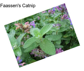 Faassen\'s Catnip