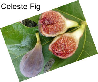 Celeste Fig