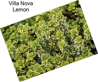 Villa Nova Lemon