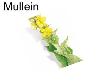 Mullein