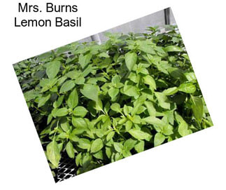 Mrs. Burns Lemon Basil