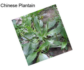 Chinese Plantain