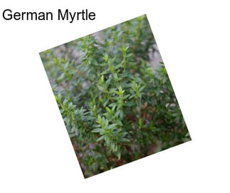 German Myrtle